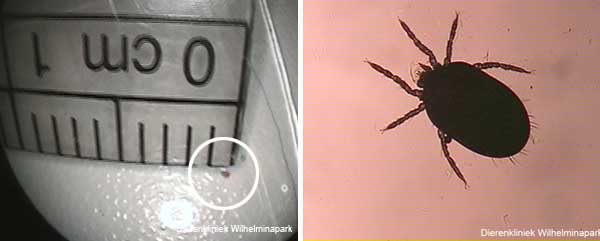 Een larve van een oogstmijt die problemen veroorzaakt is een 6 poti 0,5 mm groot beestje